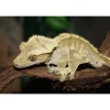 Krybdyr fra hele Verden Kronegekko (Crested gecko) (Correlophus ciliatus) Han