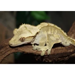 Krybdyr fra hele Verden Kronegekko (Crested gecko) (Correlophus ciliatus) Han