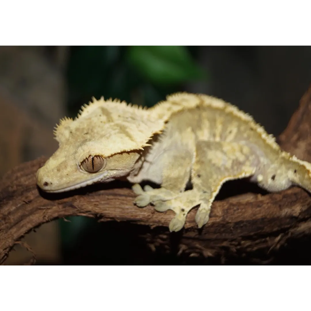 Krybdyr fra hele Verden Kronegekko (Crested gecko) (Correlophus ciliatus) Han