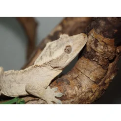 Krybdyr fra hele Verden Kronegekko (Crested gecko) (Correlophus ciliatus) Han