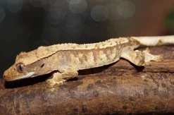 MiniZoo Kronegekko unger Crested gecko (Correlophus ciliatus) unger mix