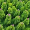 Blau - Aquaristic Kunstig koral Acropora millepora (Green)