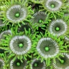 Blau - Aquaristic Kunstig koral Protopalythoa M (Green)
