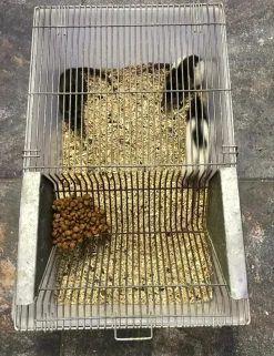 MiniZoo Labbur 4 (rottebur) brugt