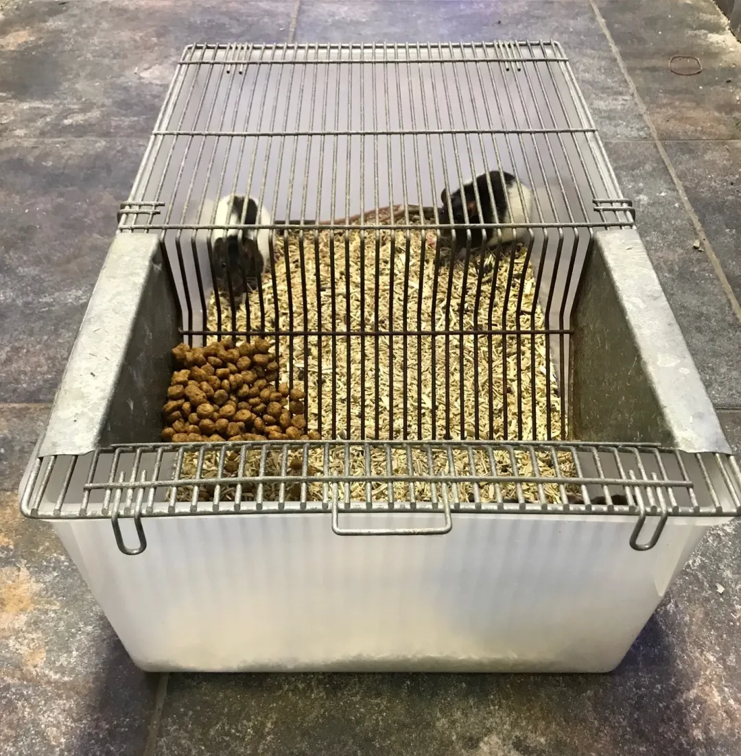 MiniZoo Labbur 4 (rottebur) brugt