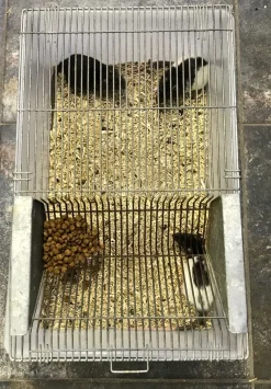MiniZoo Labbur 4 (rottebur) brugt