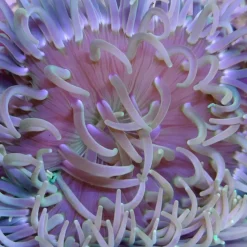 Saltvandsfisk Langtentanklet anemone (Macrodactyla Metallic Long Tentacle)
