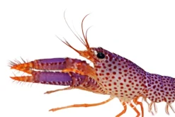 Saltvandsfisk Lilla revhummer (Enoplometopus debelius)