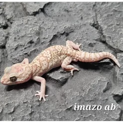 Krybdyr fra hele Verden Madagaskar Markgecko Subadult - Paroedura picta
