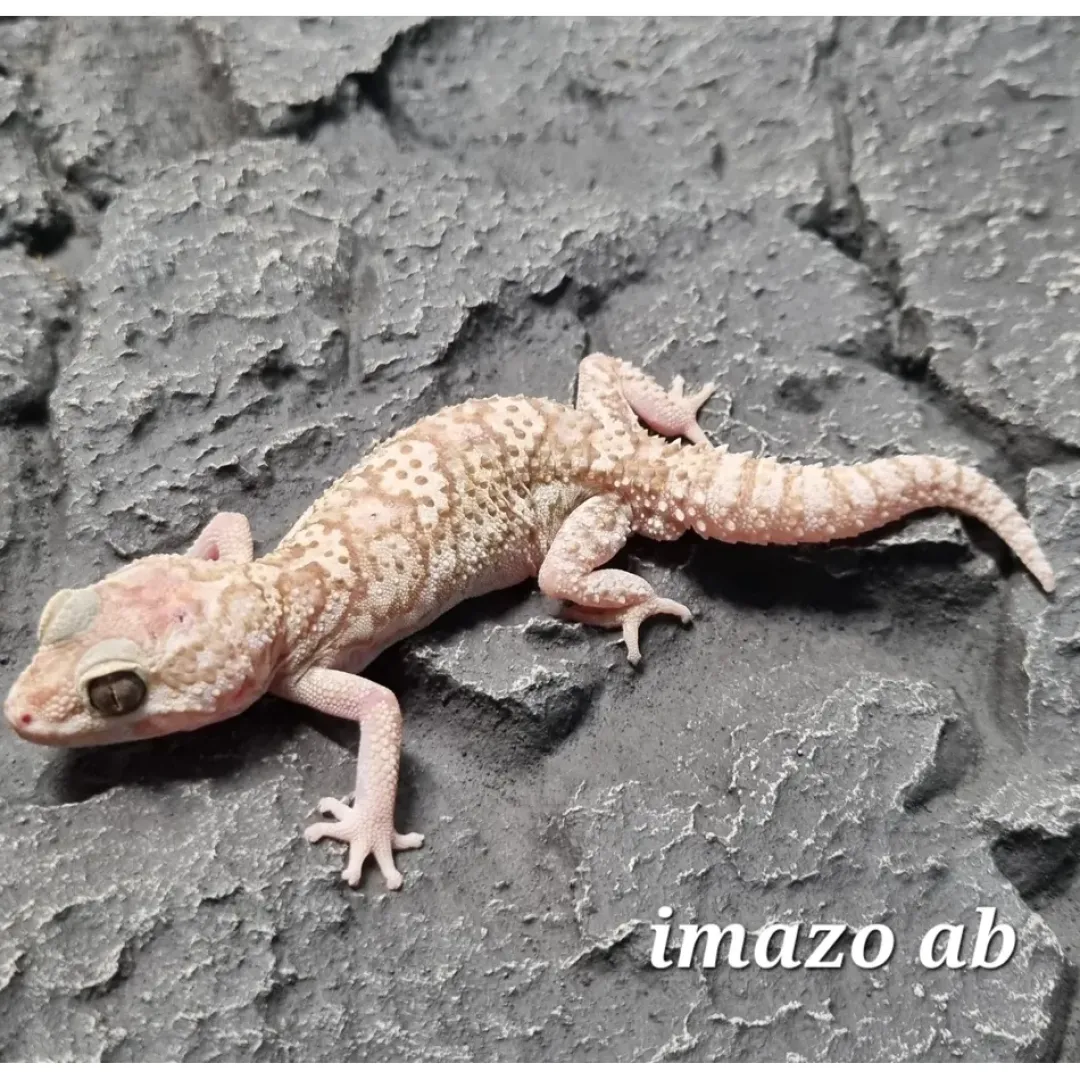 Krybdyr fra hele Verden Madagaskar Markgecko Subadult - Paroedura picta