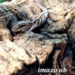 Krybdyr fra hele Verden Madagaskar Markgecko Subadult - Paroedura picta
