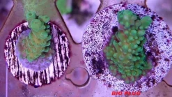 Maxspect Nano Tech Bio Plug 25 stykker