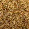 MiniZoo Melorme Tørret 1 kg