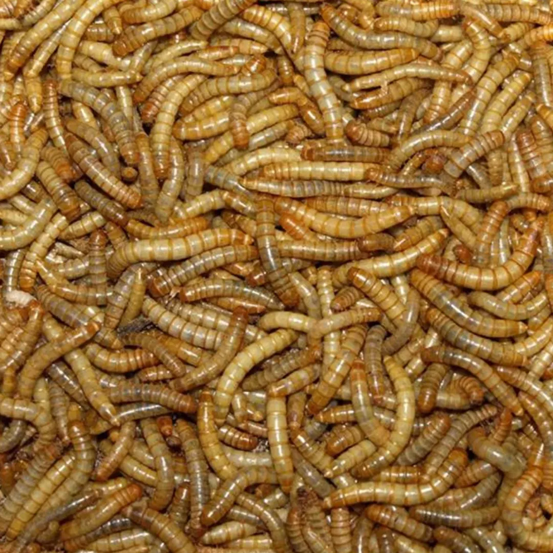 MiniZoo Melorme Tørret 1 kg