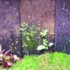 Dekoration til Akvarier og Terrarier MiniZoo.dk Xaxim plade 50 x 12,5 x 1,5 cm