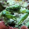 Saltvandsfisk Mitrax Krabbe (Mithraculus sculptus)