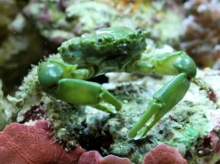 Saltvandsfisk Mitrax Krabbe (Mithraculus sculptus)