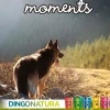 Natura Diet Super premium Hunde & kattefoder Moments hundesnack Laks 60 g - fuldfoder hundesnacks