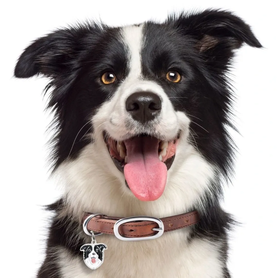My Family Hundetegn Friends Border Collie
