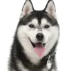 My Family Hundetegn Friends Siberian Husky Sort