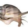 Saltvandsfisk Nassarius Reticularis Snegl 2-3 cm