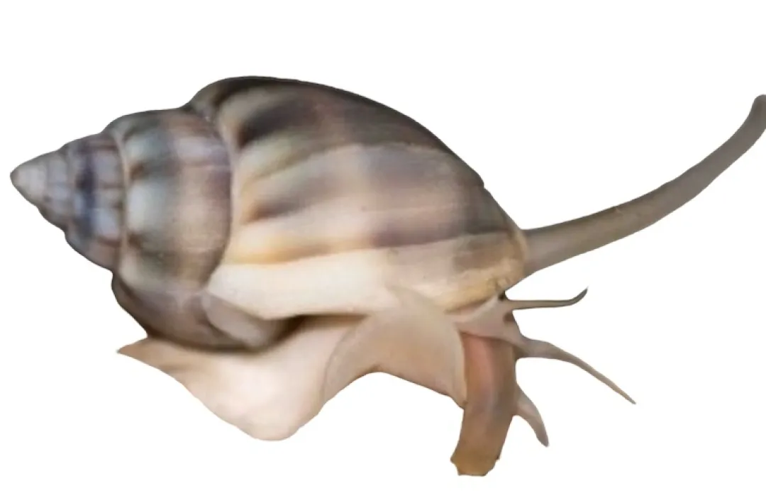 Saltvandsfisk Nassarius Reticularis Snegl 2-3 cm