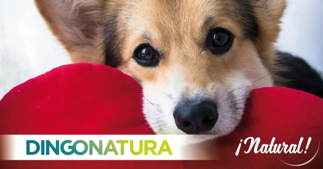 Natura Diet Super premium Hunde & kattefoder Natura Diet Hundefoder 4 x de bedste varianter