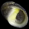 Saltvandsfisk Nerita snegl (Nerita sp.)