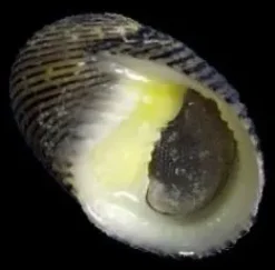 Saltvandsfisk Nerita snegl (Nerita sp.)