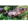 Krybdyr fra hele Verden New guinea Caque Headed Skink (Tribolonotus Novaeguineae)