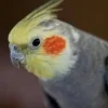 Fugle fra hele Verden Nymfeparakit (Nymphicus hollandicus)