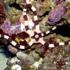 Saltvandsfisk Ophiolepis Superba slangesøstjerne
