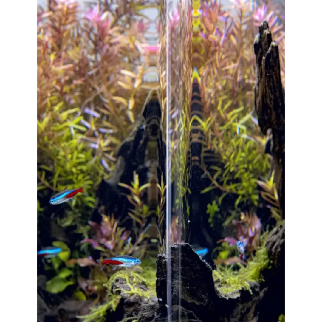 Aquael OptiBent Sæt Day and Night 20 L 25x25x30 cm Sort