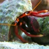Saltvandsfisk Orangekloet Eremitkrebs (Calcinus tibicen) 2-3 cm