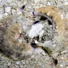 Saltvandsfisk Plakobranchus Ocellata søsnegl