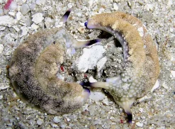 Saltvandsfisk Plakobranchus Ocellata søsnegl