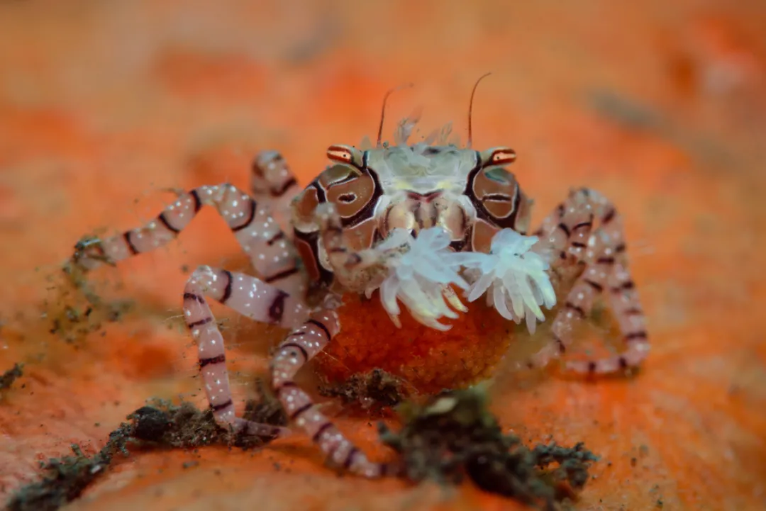 Saltvandsfisk Pom-pom krabbe (Libya sp.)