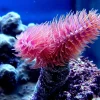 Saltvandsfisk Protula Bispiralis