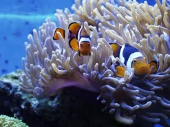 Saltvandsfisk Radianthus Colored Anemone (Heteractis magnifica)