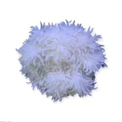 Saltvandsfisk Radianthus Crispa Anemone