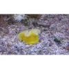 Saltvandsfisk Radianthus Gul Anemone (Heteractis malu)