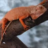 Krybdyr fra hele Verden Rød Albino leguan (Iguana iguana)