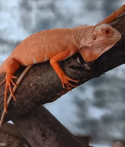 Krybdyr fra hele Verden Rød Albino leguan (Iguana iguana)