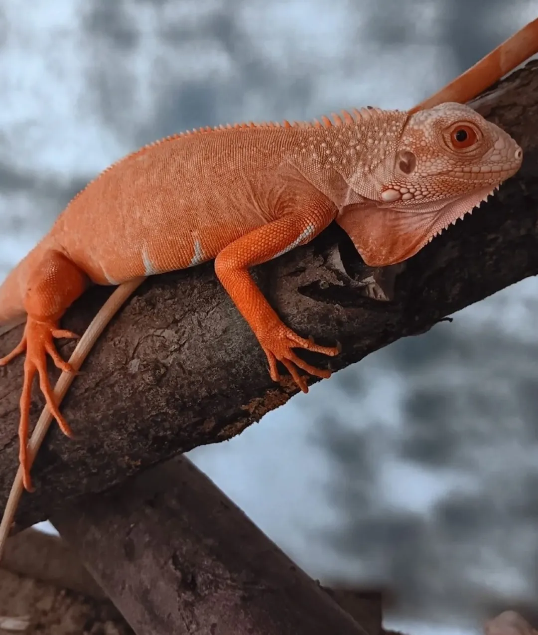Krybdyr fra hele Verden Rød Albino leguan (Iguana iguana)
