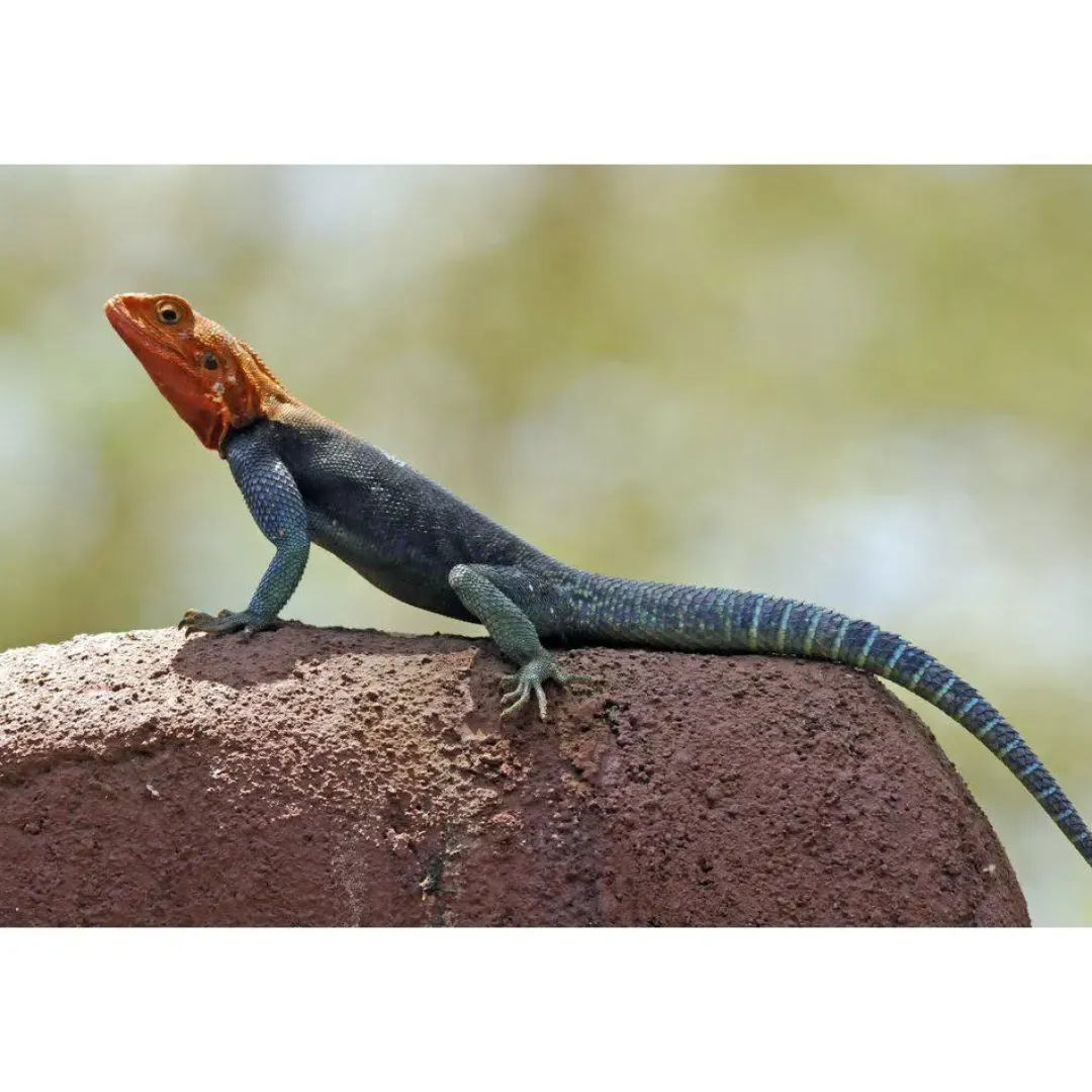 Krybdyr fra hele Verden Rødhovedet klippeagame (Agama agama)