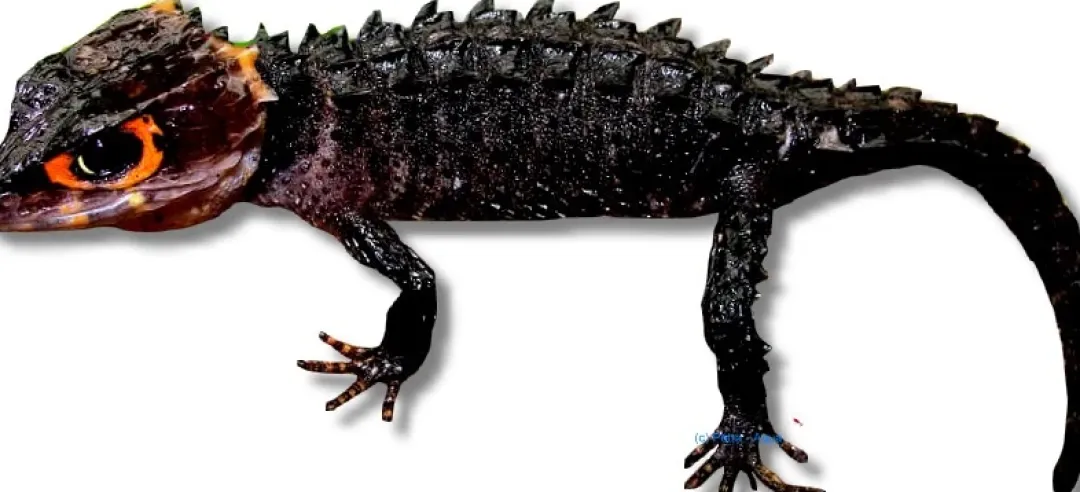 Krybdyr fra hele Verden Red-Eyed Bush Crocodile Skink (Tribolonotus Gracilis)
