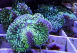Koraller & bløddyr Ricordea Florida