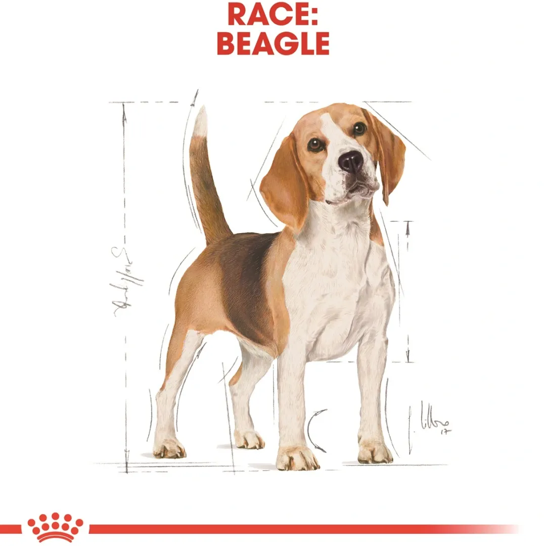 Royal Canin Hundefoder Royal Canin Beagle Adult 12 kg - tørfoder til voksne hunde