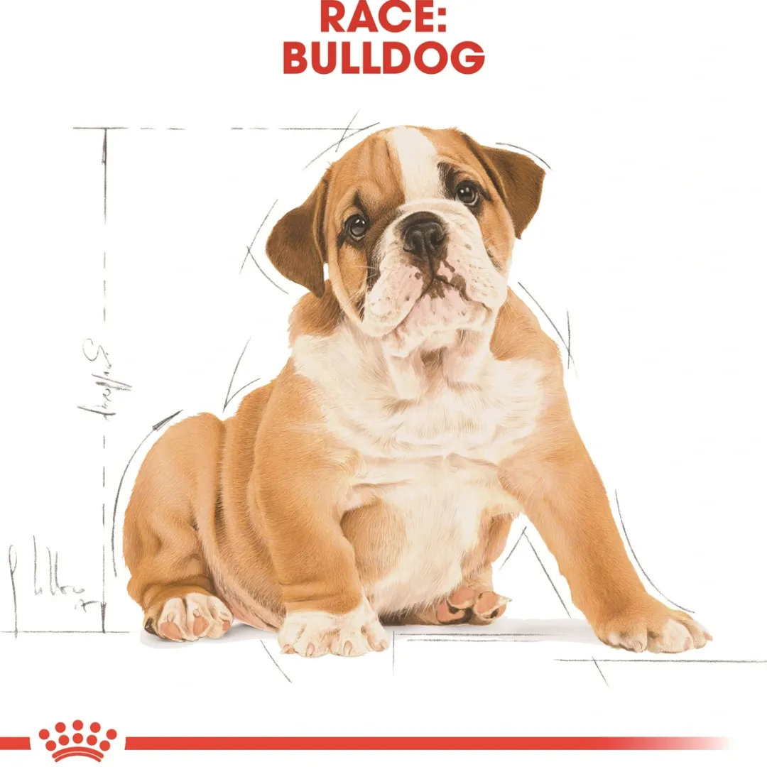 Royal Canin Hundefoder Royal Canin Bulldog Puppy 12 kg - tørfoder til hvalpe