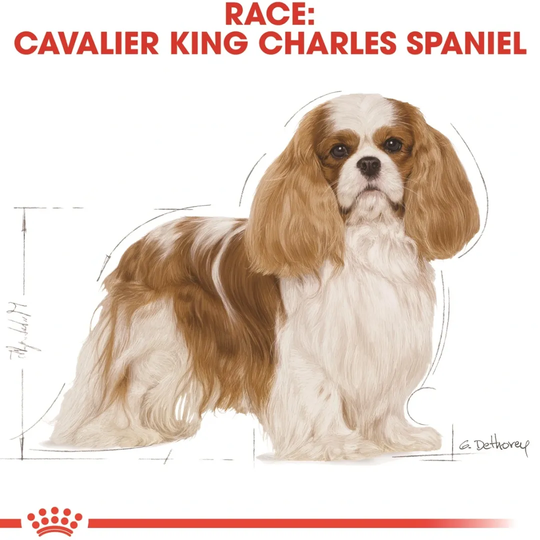 Royal Canin Hundefoder Royal Canin Cavalier King Charles Adult 7,5 kg - tørfoder til voksne hunde